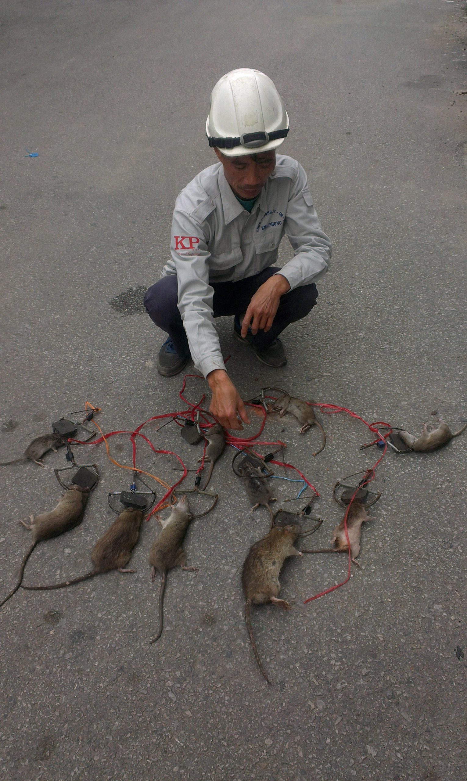 Diệt chuột tại các KCN ở Hải Dương