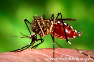 Loài muỗi Aedes